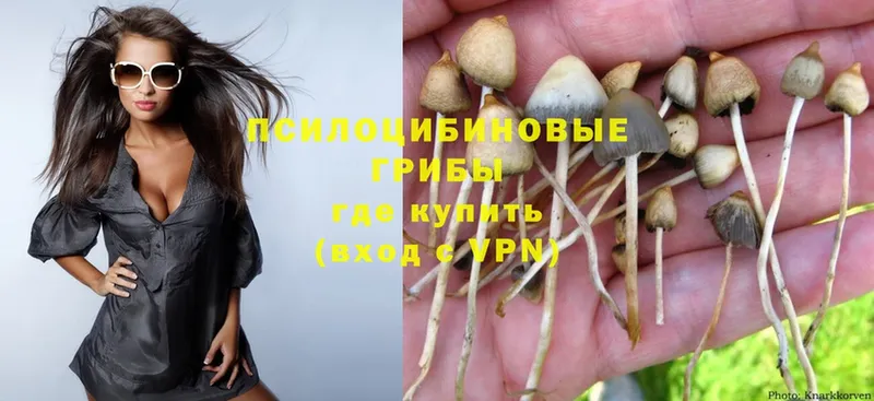 где купить наркотик  Нижнекамск  Галлюциногенные грибы Psilocybe 